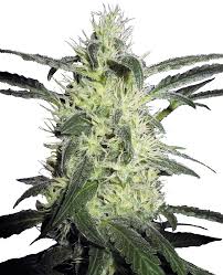 HomeGrow with Freedom - Silver Haze (Feminaized Auto-flower) 5 Pack Seeds