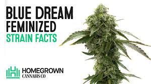 HomeGrow with Freedom - Unicorn Big Blue Dream (Feminaized Auto-flower) 5 Pack Seeds