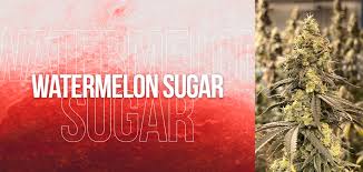 Watermelon Sugar 5 pack seeds