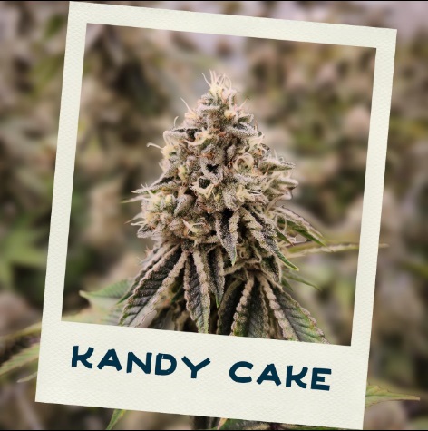 Kandy Cake 28g Dried Flower