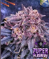 Zuper Plushers 5 pack of Reg Seeds